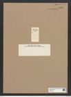 Diadesmis biceps Arnott. (de-Toni-Nr.: Genus 84, Species 2949.1) Zeichnungen Sammlung Grunow Nr. 5954 (NHMW-BOT-W0374431)